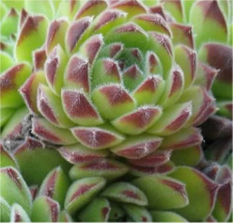 Dachwurz Reinhard - Sempervivum Cultorum 3 Dachwurz Reinhard - Sempervivum Cultorum