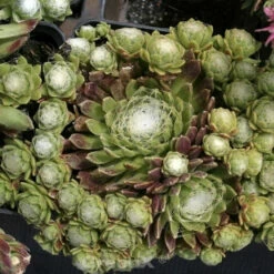 Dachwurz Rheinkiesel - Sempervivum Cultorum