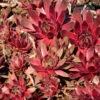 Dachwurz Red King - Sempervivum Cultorum 2 Dachwurz Red King - Sempervivum Cultorum -NR-01 Verkäufe Sempervivum cultorum RedKing