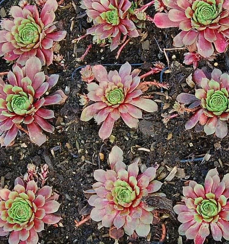 Hauswurz Turmalin - Sempervivum Cultorum 3 Hauswurz Turmalin - Sempervivum Cultorum