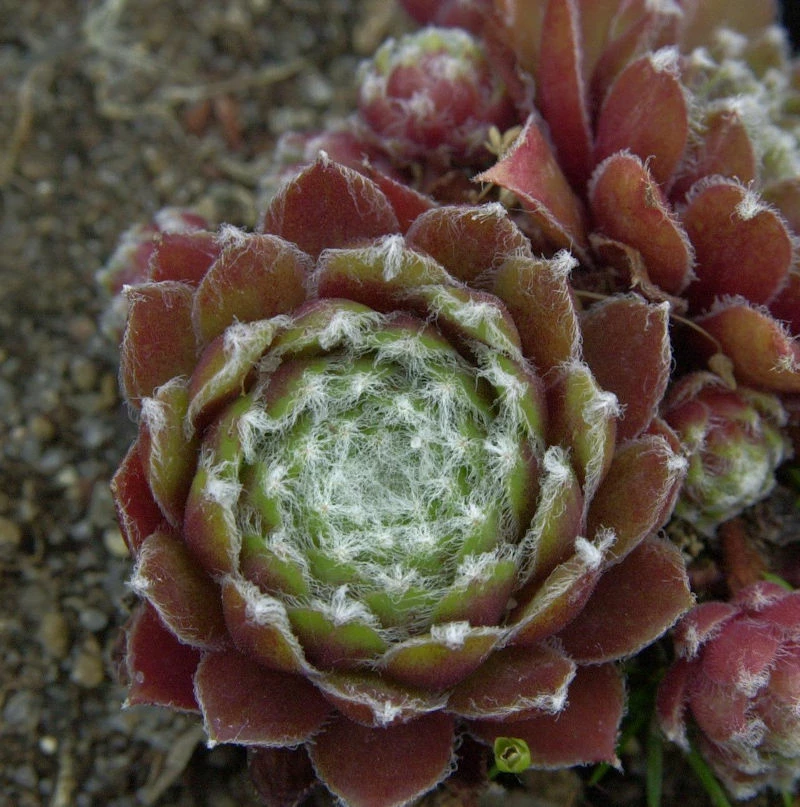Dachwurz Xerxes - Sempervivum Cultorum 3 Dachwurz Xerxes - Sempervivum Cultorum