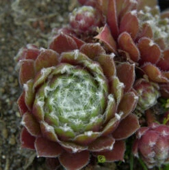 Dachwurz Chivalry - Sempervivum Cultorum