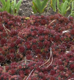 Dachwurz Noir - Sempervivum Cultorum