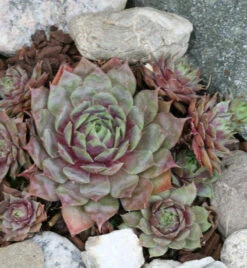 Dachwurz Rotkopf - Sempervivum Cultorum