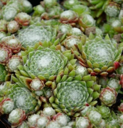 Spinnweb Hauswurz - Sempervivum Arachnoideum