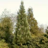 Blauer Kalifornischer Mammutbaum 80-100cm - Sequoiadendron Giganteum