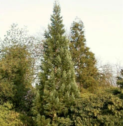 Blauer Kalifornischer Mammutbaum 80-100cm - Sequoiadendron Giganteum