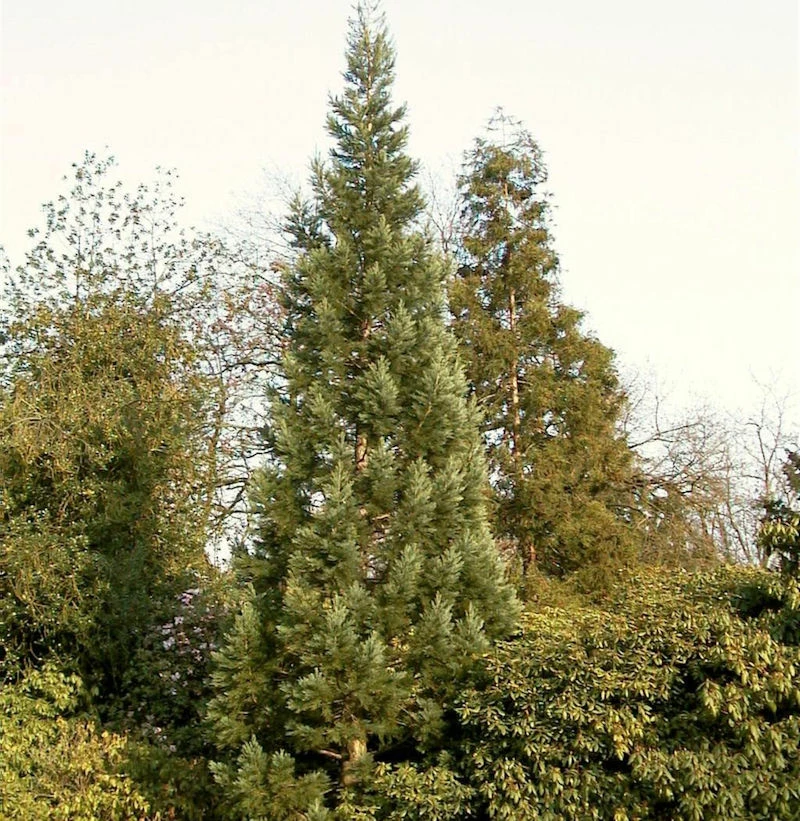 Blauer Kalifornischer Mammutbaum 80-100cm - Sequoiadendron Giganteum 3 Blauer Kalifornischer Mammutbaum 80-100cm - Sequoiadendron Giganteum