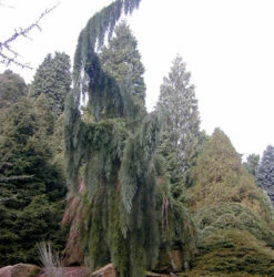Überhängender Mammutbaum 80-100cm - Sequoiadendron Giganteum
