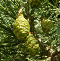 Kalifornischer Mammutbaum 60-80cm - Sequoiadendron Giganteum