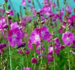 Prärie Malve Partygirl - Sidalcea Malviflora
