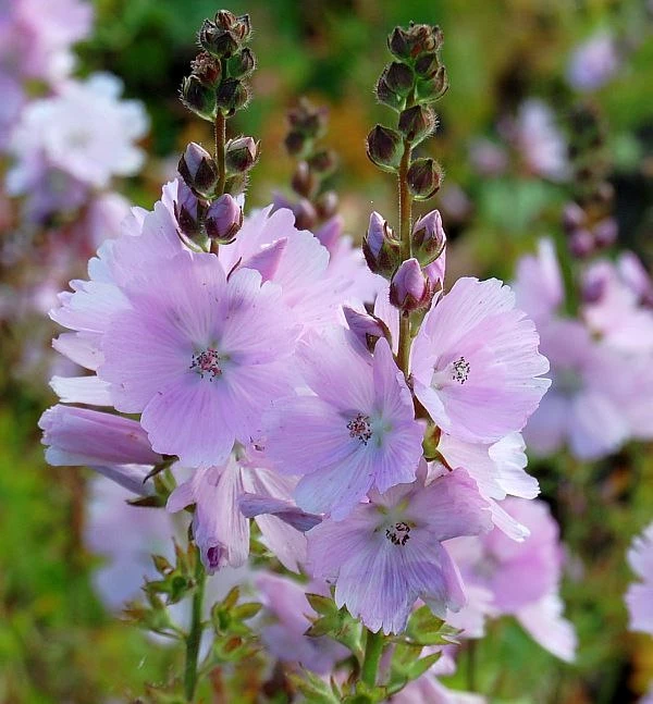 Prärie Malve Elsie Heugh - Sidalcea Malviflora 3 Prärie Malve Elsie Heugh - Sidalcea Malviflora