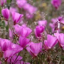 Prärie Malve Purpetta - Sidalcea Malviflora