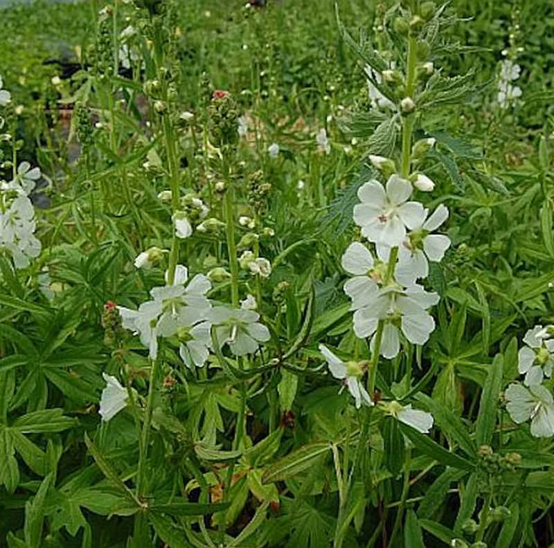 Prärie Malve Bianca - Sidalcea Candida 3 Prärie Malve Bianca - Sidalcea Candida