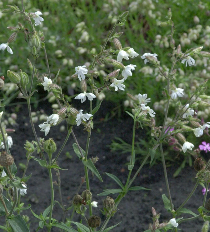 Breitblättrige Lichtnelke Alba - Silene Latifolia 3 Breitblättrige Lichtnelke Alba - Silene Latifolia
