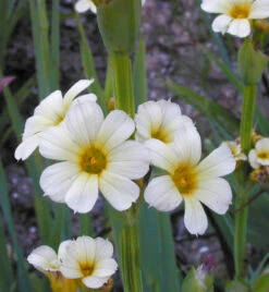 Binsenlilie Album - Sisyrinchium Angustifolium
