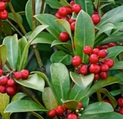 Japanische Skimmie Bremen 25-30cm - Skimmia Japonica