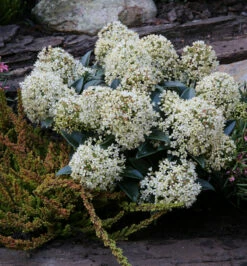 Japanische Skimmie Foremann 25-30cm - Skimmia Japonica