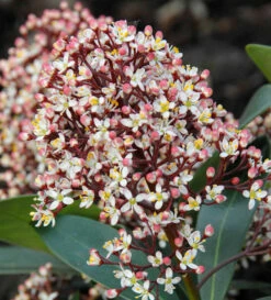 Japanische Skimmie Rubella 15-20cm - Skimmia Japonica