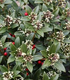 Japanische Skimmie Veitchii 20-25cm - Skimmia Japonica
