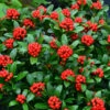 Japanische Skimmie Neuer Typ 20-25cm - Skimmia Japonica -NR-01 Verkäufe Skimmia japonica neuer Typ