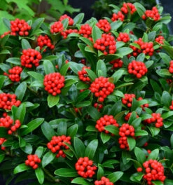 Japanische Skimmie Neuer Typ 20-25cm - Skimmia Japonica