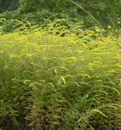 Raue Goldrute Fireworks - Solidago Rugosa