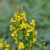 Zwerg-Goldrute - Solidago Virgaurea -NR-01 Verkäufe Solidago virgaurea minuta v minutissima