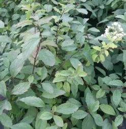 10x Zwergspiere 15-20cm - Spiraea Decumbens