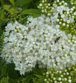 10x Weiße Zwergspiere 15-20cm - Spiraea Japonica