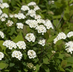 Birkenblättrige Spiere 40-60cm - Spiraea Betulifolia