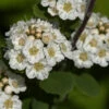 Birkenblättrige Spiere Tor Gold 30-40cm - Spiraea Betulifolia