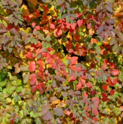 Strauch Prachtspiere 125-150cm - Spiraea Vanhouttii