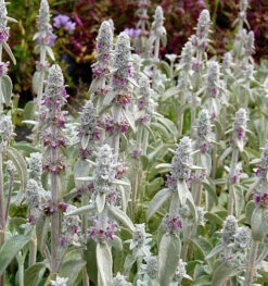 Wollziest - Stachys Byzantina