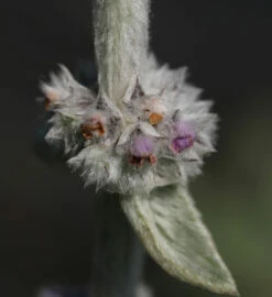 Wollziest Sheila McQueen - Stachys Byzantina