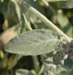 Wollziest Silver Carpet - Stachys Byzantina