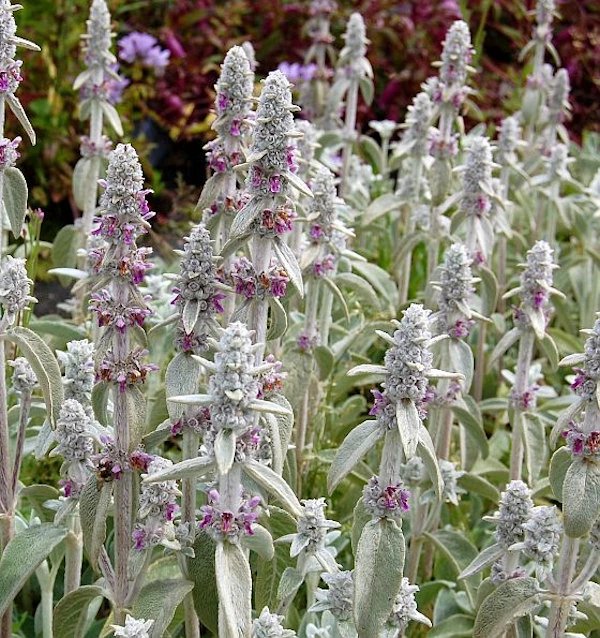 Wollziest - Stachys Byzantina 3 Wollziest - Stachys Byzantina