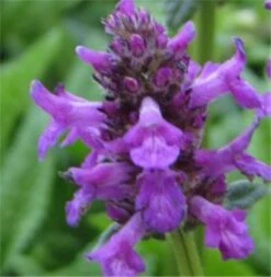 Großblumiger Lilaroter Ziest Rosea - Stachys Monnieri
