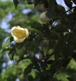 Japanische Scheinkamelie 60-80cm - Stewartia Pseudocamellia