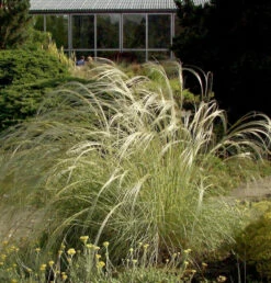 Peruanisches Federgras - Stipa Ichu