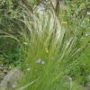 Mädchenhaargras Federgras - Stipa Pennata 2 Mädchenhaargras Federgras - Stipa Pennata -NR-01 Verkäufe Stipa pennata