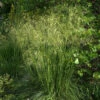 Riesenfedergras - Großer Topf - Stipa Gigantea -NR-01 Verkäufe Stipagigantea 1