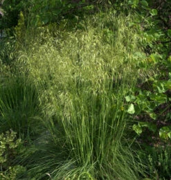 Riesenfedergras - Großer Topf - Stipa Gigantea
