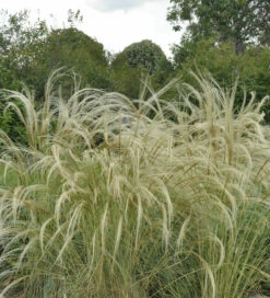 Reiherfedergras - Stipa Pulcherrima