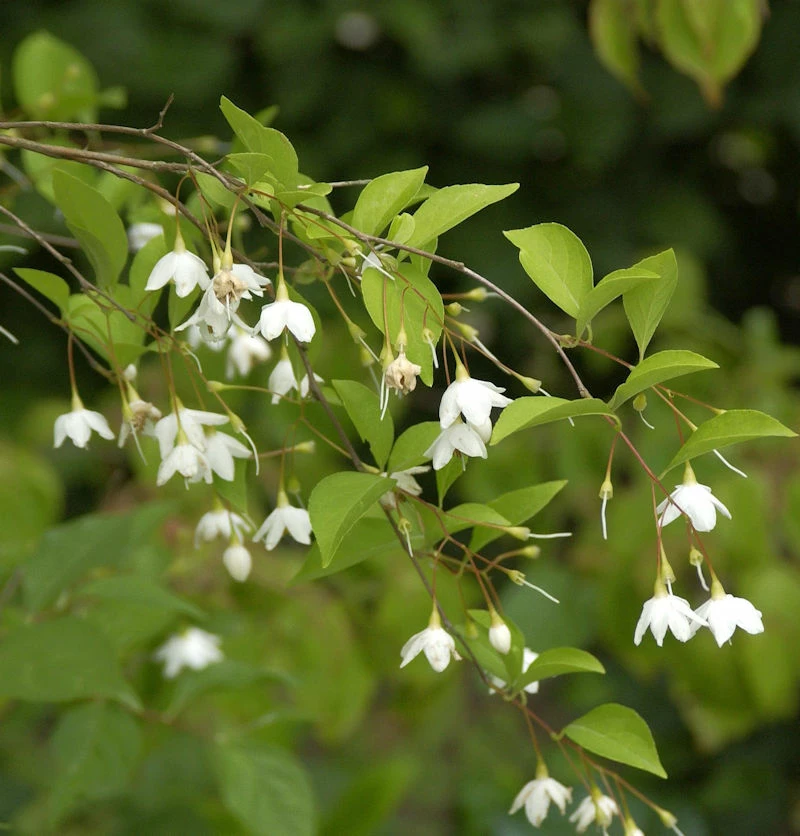Schneeglöckchenstrauch 80-100cm - Styrax Japonica 3 Schneeglöckchenstrauch 80-100cm - Styrax Japonica