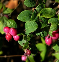 10x Niedrige Purpurbeere 15-20cm - Symphoricarpos Chenaultii
