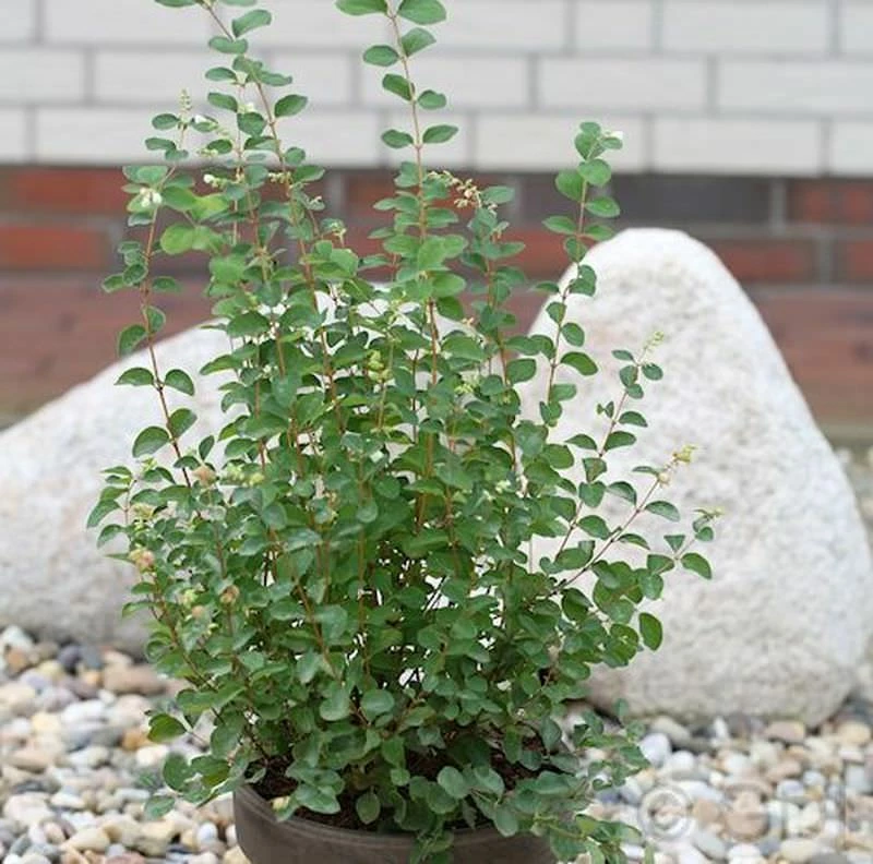 Amethystbeere Amethyst 60-80cm - Symphoricarpos Doorenbosii 3 Amethystbeere Amethyst 60-80cm - Symphoricarpos Doorenbosii