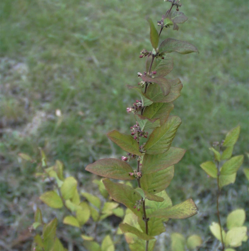 Hochstamm Amethystbeere Magic Berry 80-100cm - Symphoricarpos Doorenbosii 3 Hochstamm Amethystbeere Magic Berry 80-100cm - Symphoricarpos Doorenbosii