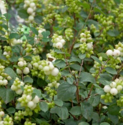 Amethystbeere Magical Avalanc 60-80cm - Symphoricarpos Doorenbosii