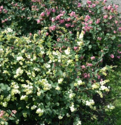 Amethystbeere Magical Galaxy 40-60cm - Symphoricarpos Doorenbosii